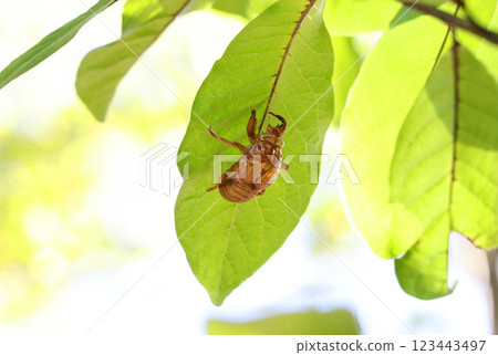 Cicada shell 123443497