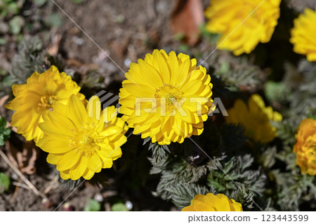 帶來好運的阿多尼斯花 123443599