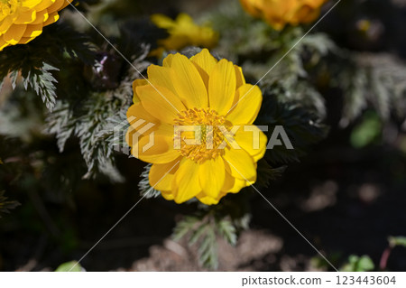 Adonis flower that brings good fortune 123443604