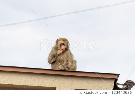 Wild Japanese monkeys on the roof of a private house 123443686