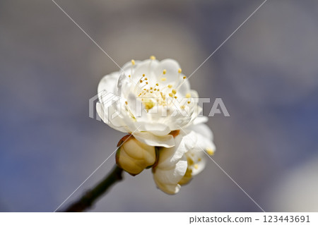 White plum shining in the blue sky White plum shining in the blue sky 123443691