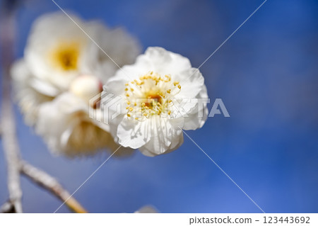 發光在藍天的白色李子 發光在藍天的白色李子 123443692
