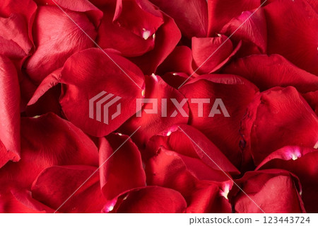 Red rose petals background. Delicate floral accents for romantic holiday decor. Scattered rose petals composition. Red rose petals holiday wallpaper. Red rose petals background. Delicate floral accents for romantic holiday decor. Scattered rose petals composition. Red rose petals holiday wallpaper. 123443724