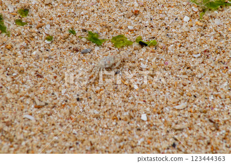 A white crab (mimicry) hiding in the white sand of the coral reef near Sunabe Beach in Sunabe Baba Park, Chatan Town, Okinawa Prefecture A white crab (mimicry) hiding in the white sand of the coral reef near Sunabe Beach in Sunabe Baba Park, Chatan Town, Okinawa Prefecture 123444363