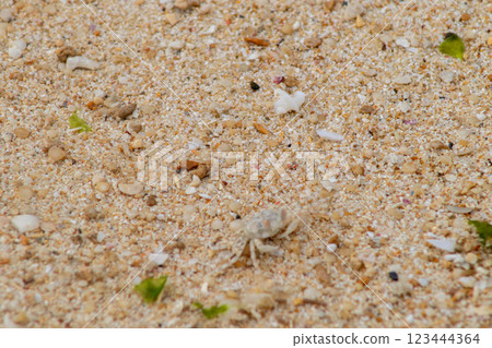 A white crab (mimicry) hiding in the white sand of the coral reef near Sunabe Beach in Sunabe Baba Park, Chatan Town, Okinawa Prefecture A white crab (mimicry) hiding in the white sand of the coral reef near Sunabe Beach in Sunabe Baba Park, Chatan Town, Okinawa Prefecture 123444364