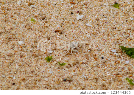 A white crab (mimicry) hiding in the white sand of the coral reef near Sunabe Beach in Sunabe Baba Park, Chatan Town, Okinawa Prefecture A white crab (mimicry) hiding in the white sand of the coral reef near Sunabe Beach in Sunabe Baba Park, Chatan Town, Okinawa Prefecture 123444365