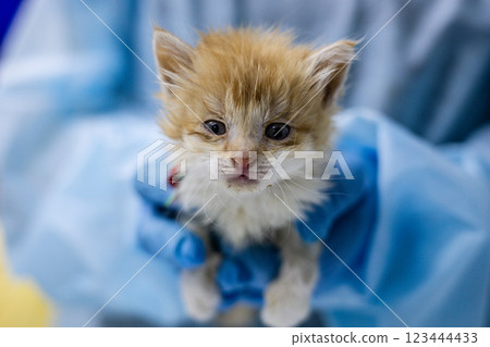 A veterinarian in blue gloves carefully holds a small orange and white stray kitten during a medical examination. The doctor provides the necessary care and treatment to the vulnerable animal. 123444433
