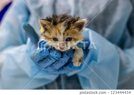 A veterinarian in gloves carefully holds a small homeless kitten in his hands, holding it out to the camera. Close-up of a kitten in the caring hands of a veterinarian. Caring for a homeless kitten. A veterinarian in gloves carefully holds a small homeless kitten in his hands, holding it out to the camera. Close-up of a kitten in the caring hands of a veterinarian. Caring for a homeless kitten. 123444434