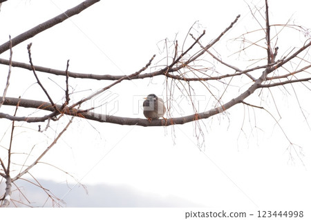 A bird that sticks to a branch A bird that sticks to a branch 123444998