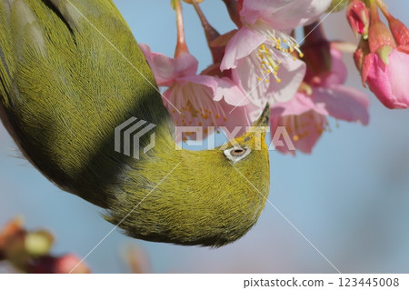 Meal with cherry honey Meal with cherry honey 123445008