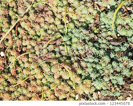 帕利丹地毯 123445078