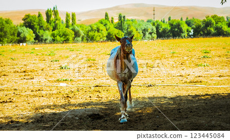 Horse Paddock View in Beautiful Fall Landscape. Foilage concept. 123445084