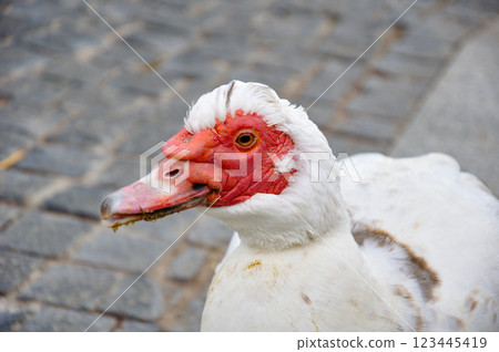 Muscovy duck Indoutka, drake Muscovy duck Indoutka, drake 123445419