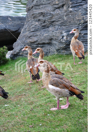 group Nile Egyptian Geese, Alopochen aegyptiaca group Nile Egyptian Geese, Alopochen aegyptiaca 123445420