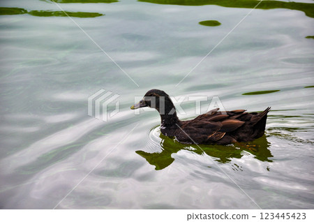 Cayuga duck in a pond Cayuga duck in a pond 123445423