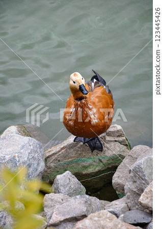 Ruddy Shelduck Tadorna 123445426