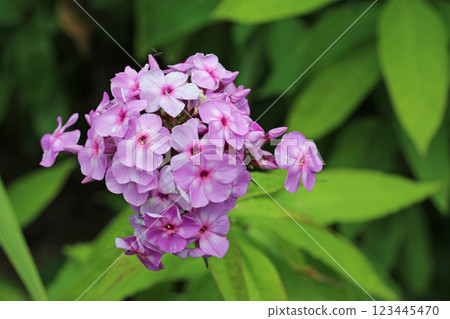 Pink phlox flower spike in close up Pink phlox flower spike in close up 123445470