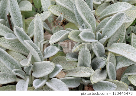 Lambs ears leaves in close up 123445473