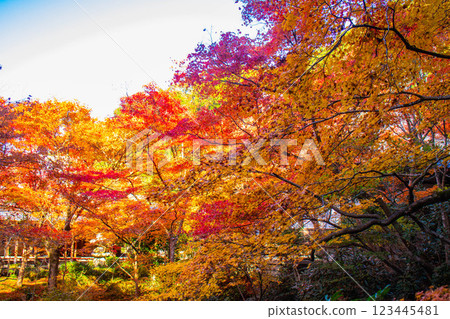 [Kyoto Scenery] Enkoji Temple - The stunning beauty of autumn leaves that you'll want to look at forever 123445481