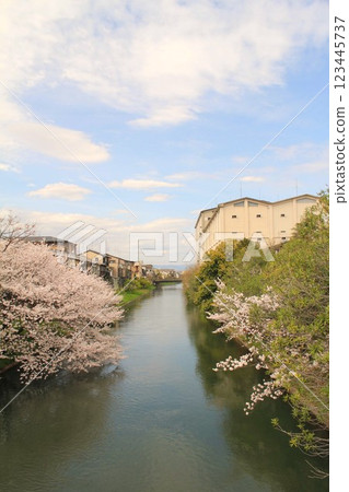 Uji River branch and cherry blossoms in full bloom Uji River branch and cherry blossoms in full bloom 123445737