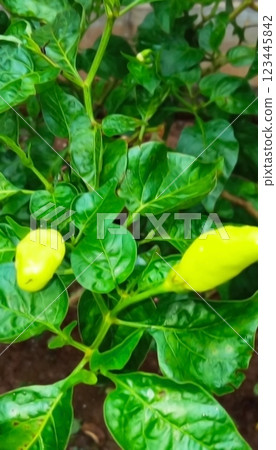 Green chili plants are very fertile 123445842