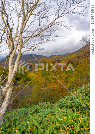 日光霧氣瀰漫的秋日風景，夢幻般的秋季山脈 123446058