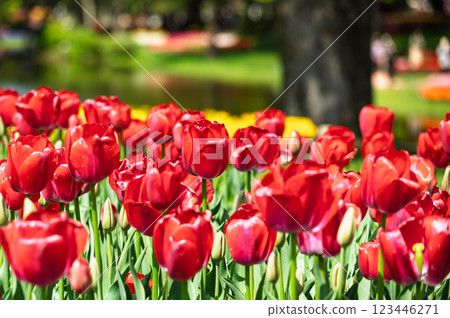 Red tulip 123446271