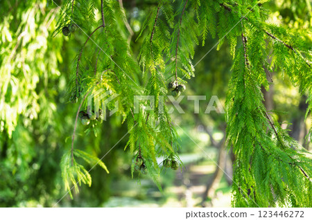 Beautiful fresh green leaves 123446272