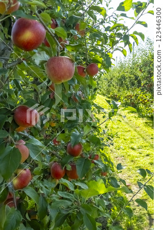 Red ripe apples on a tree. Apple bio orchard. Harvesting, healthy lifestyle, bio production and summer concept Red ripe apples on a tree. Apple bio orchard. Harvesting, healthy lifestyle, bio production and summer concept 123446300