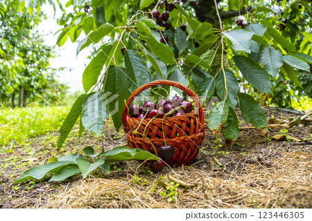 Basket of fresh ripe bio cherries in a garden. Harvesting, healthy lifestyle, bio production and summer concept Basket of fresh ripe bio cherries in a garden. Harvesting, healthy lifestyle, bio production and summer concept 123446305
