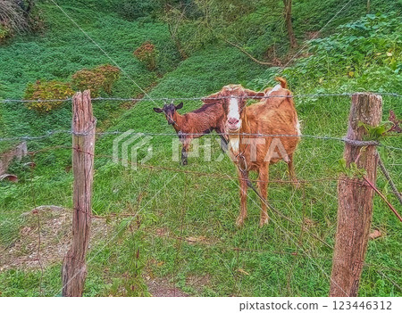 goats in nature goats in nature 123446312