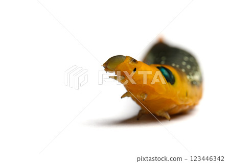Caterpillar on white background Caterpillar on white background 123446342