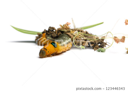 Yellow head of Caterpillar Oleander Hawk moth or Daphnis nerii on white background Yellow head of Caterpillar Oleander Hawk moth or Daphnis nerii on white background 123446343