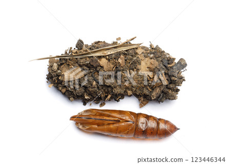 Top view of pupa cocoon and house of Oleander Hawk moth or Daphnis nerii on white background Top view of pupa cocoon and house of Oleander Hawk moth or Daphnis nerii on white background 123446344