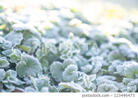 Grass with frost in the winter 123446473