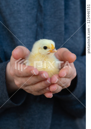 Yellow chicken in farmer's hand. Poultry farm 123446531