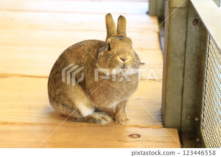 板橋區兒童動物園(東板橋公園內) - 兔子 板橋區兒童動物園(東板橋公園內) - 兔子 123446558