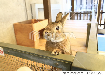 板橋區兒童動物園(東板橋公園內) - 兔子 板橋區兒童動物園(東板橋公園內) - 兔子 123446559
