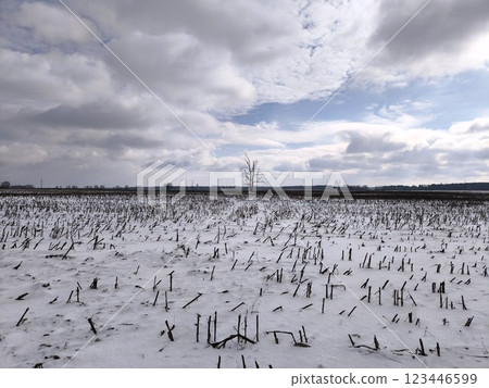 The field is covered with snow, a lonely tree with gray clouds. Atmospheric beautiful winter landscape scene. Empty Snow Field one lonely tree. The field is covered with snow, a lonely tree with gray clouds. Atmospheric beautiful winter landscape scene. Empty Snow Field one lonely tree. 123446599