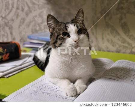A cute white cat with gray spots lies on student notebooks at home. Concept for teacher's day, education for a pet. A cute white cat with gray spots lies on student notebooks at home. Concept for teacher's day, education for a pet. 123446603