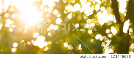 Abstract green bokeh background. Summer green defocused trees 123446628