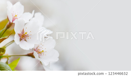 Spring flower blossom background. White cherry flowers in sunlight Spring flower blossom background. White cherry flowers in sunlight 123446632