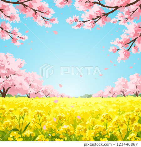 櫻花和油菜花的春天風景,向量素材 櫻花和油菜花的春天風景,向量素材 123446867