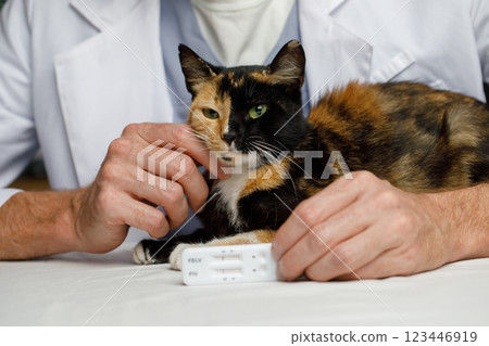 Healthy cat pet and negative rapid test in veterinarian hand indoor 123446919