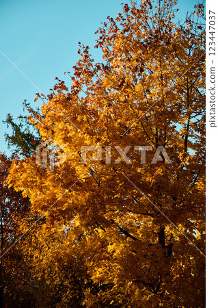 The Beautiful and Vibrant Autumn Foliage is Set Against a Clear and Bright Blue Sky Above 123447037