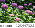 Odawara Castle Park Hydrangea 123447328