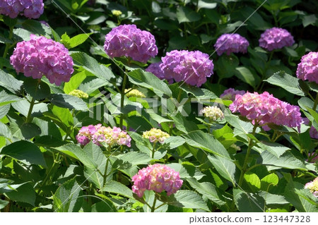 Odawara Castle Park Hydrangea 123447328