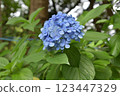 Odawara Castle Park Hydrangea 123447329