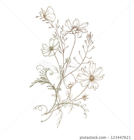 Field, meadow, wild flowers and herbs cosmos and other, butterfly. Line art is a simple hand-drawn illustration in beige, ochre, brown ink. Bouquet composition vector EPS 123447621