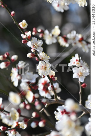 梅（日本梅子：也用於祈求考試成功） 123448030